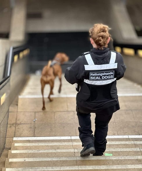 Das intensive Training der  SEAL DOGS-Mantrailer